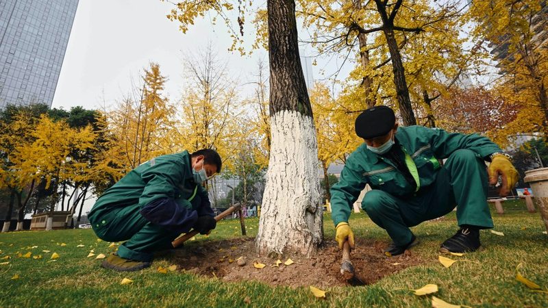 垂直绿化墙：植物种类与参数解析