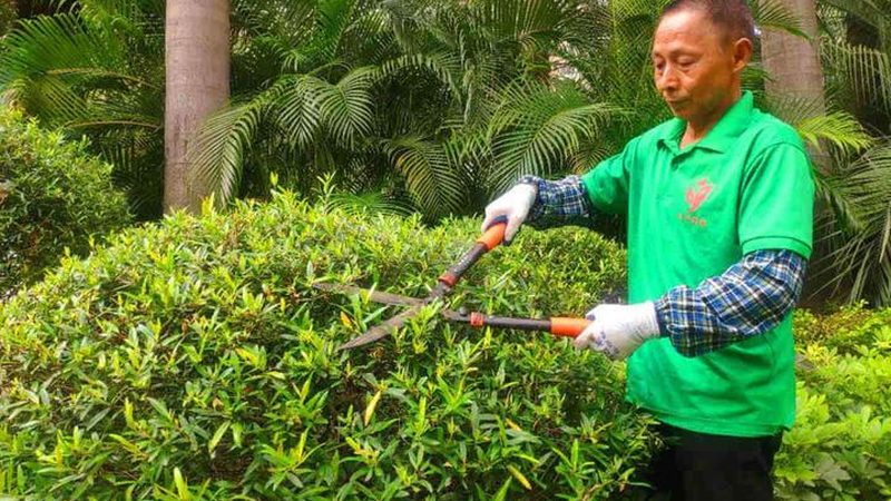 公园绿化养护，全年计划规范全解析**